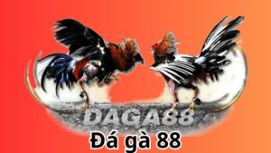 Đá gà 88