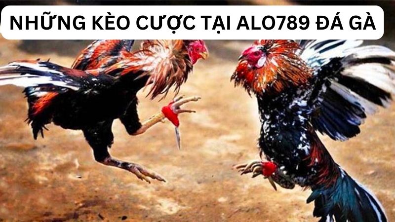 Những kèo cược tại alo789