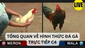 Tổng quan về hình thức đá gà trực tiếp c4 