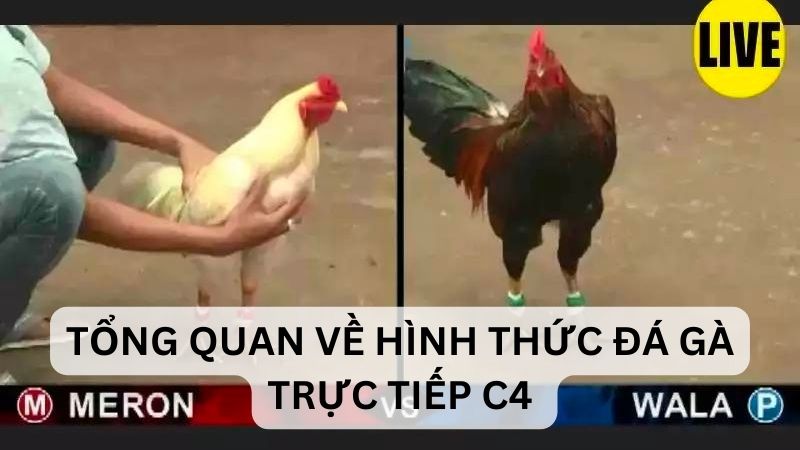 Tổng quan về hình thức đá gà trực tiếp c4 